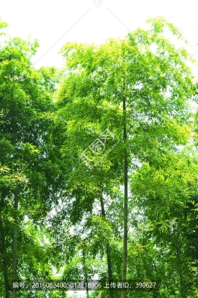 竹林,竹子,翠竹