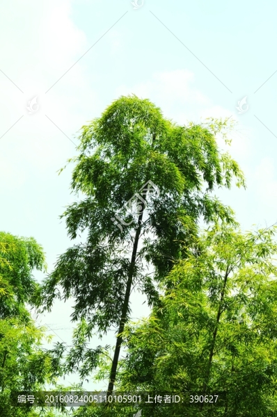 竹林,竹子,翠竹
