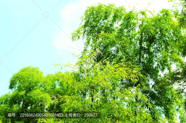 竹林,竹子,翠竹