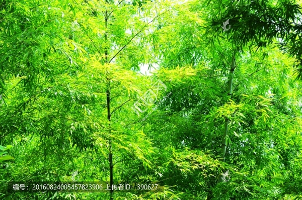 竹林,竹子,翠竹