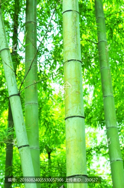 竹林,竹子,翠竹