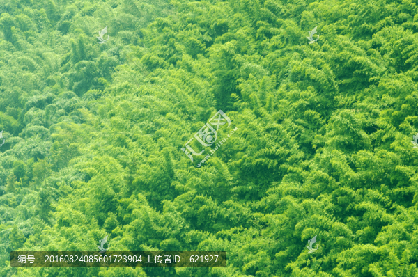 蜀南竹海