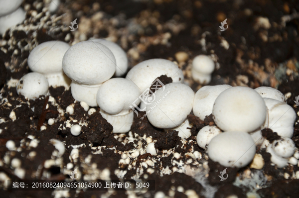 雙孢菇