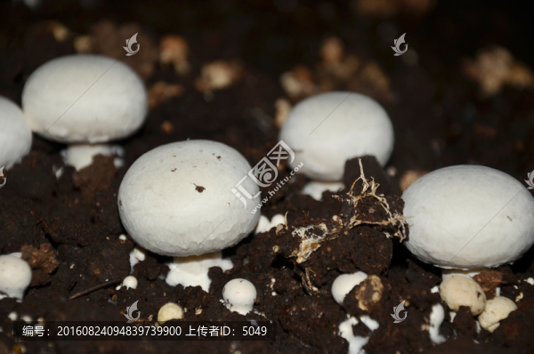 雙孢菇