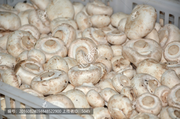 雙孢菇