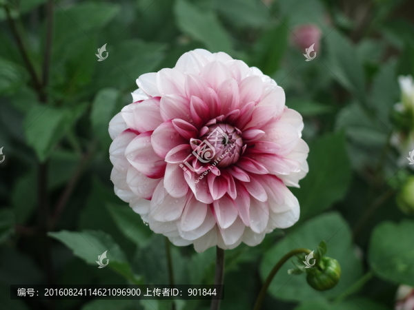 大麗菊