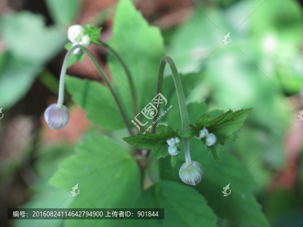 野棉花花蕾