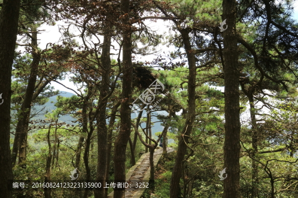 廬山松林