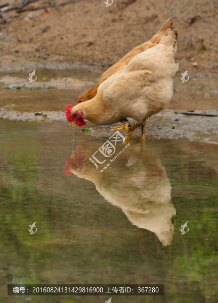 水邊喝水的母雞