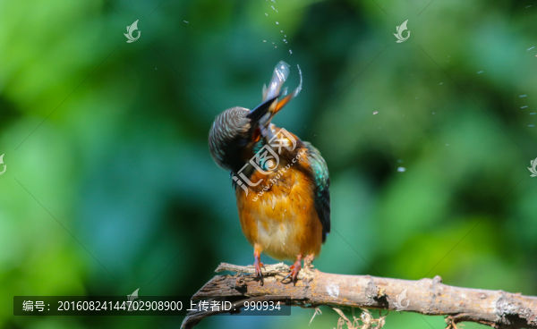 翠鳥