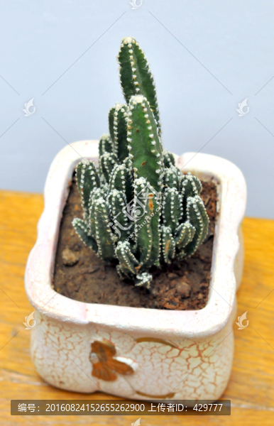 仙人球,仙人掌,耐旱植物