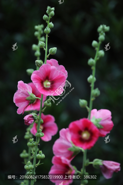 蜀葵