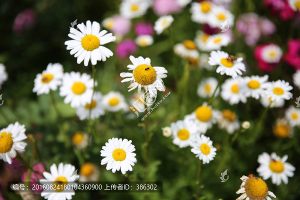 小花
