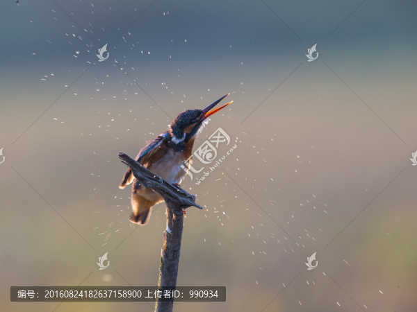 翠鳥(niǎo)