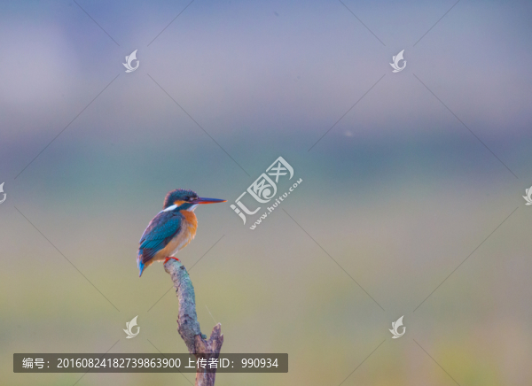 翠鳥(niǎo)