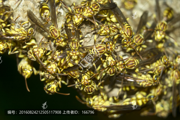 馬蜂窩