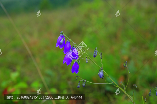 齒葉沙參