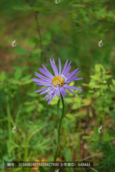 狗娃花