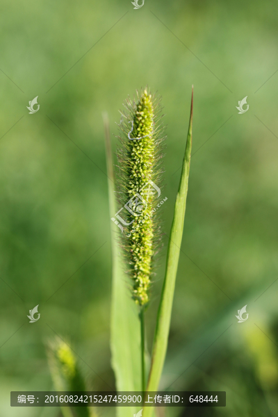 狗尾草