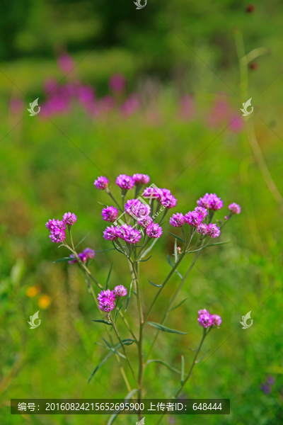 球花風毛菊