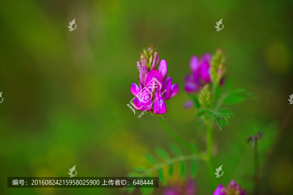 興安黃耆