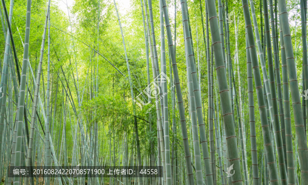 毛竹