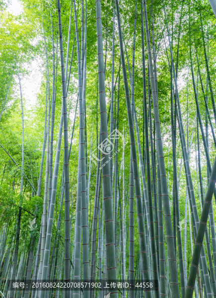 毛竹