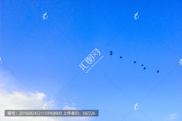 鴻雁