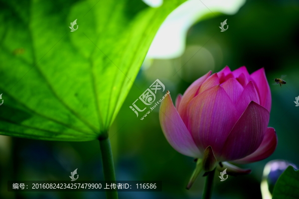 荷花