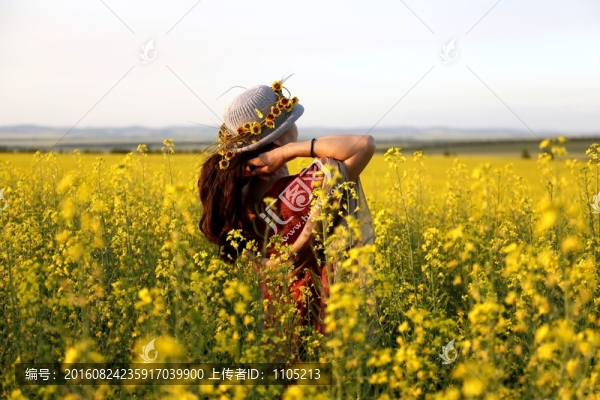 油菜花