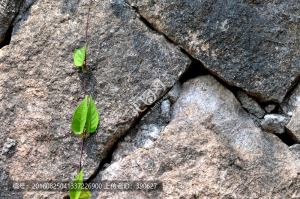 石頭墻,植物墻
