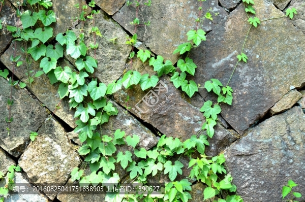 石墻,植物墻,墻壁