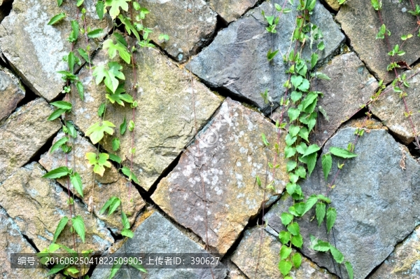 石墻,植物墻,墻壁