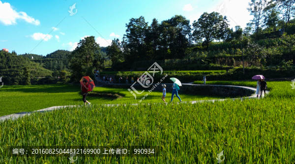 田野