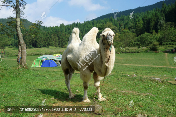 駱駝