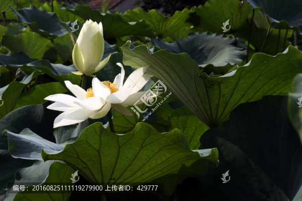 荷花,,荷花池
