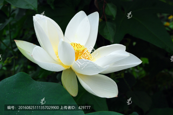 白荷花特寫