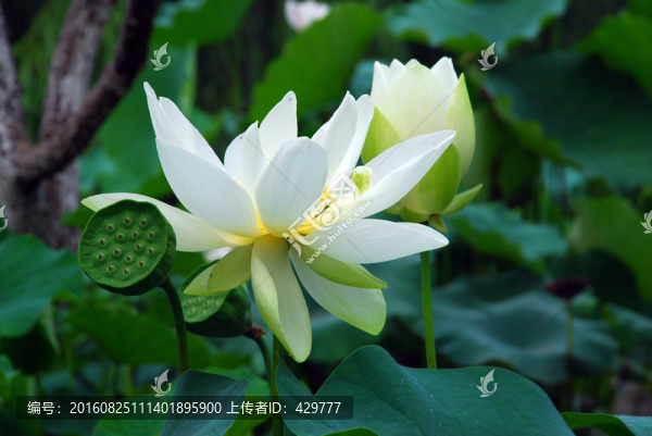 荷花