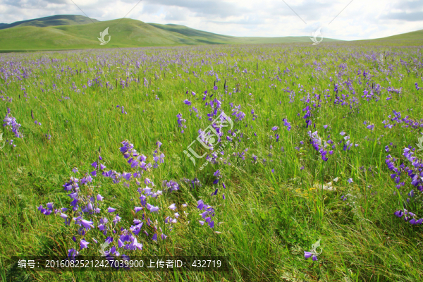 夏季草原野花