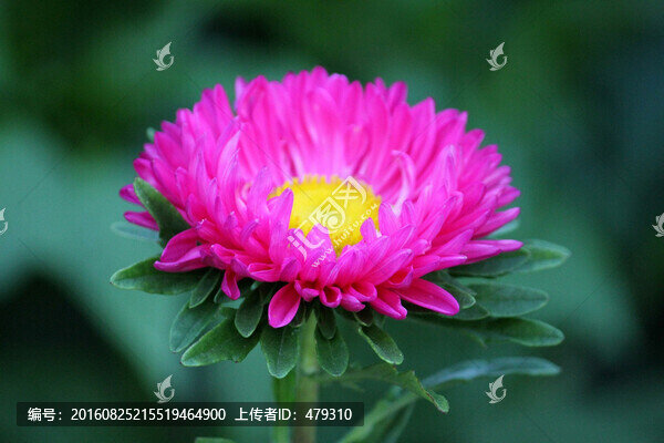 菊花,鮮花,菊