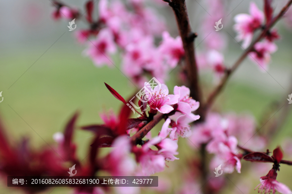 桃花