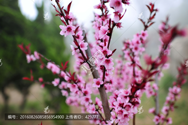 桃花盛開(kāi),,春暖花開(kāi)