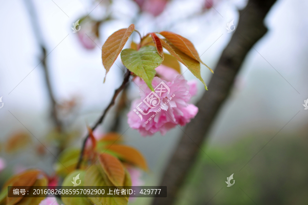 櫻花