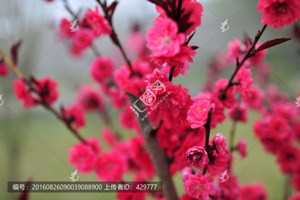 桃花