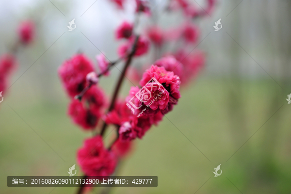 桃花