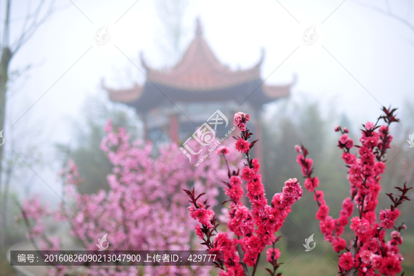 桃花盛開