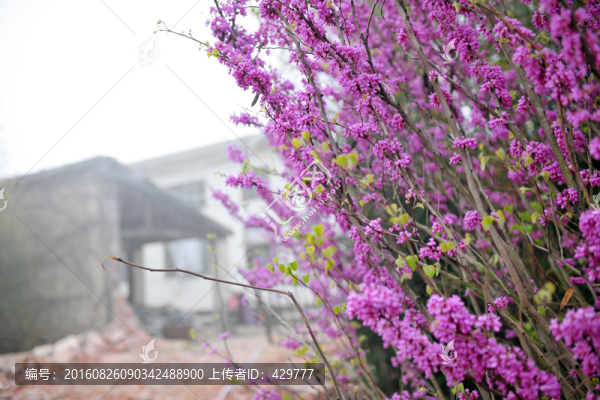 滿條紅,紫色花