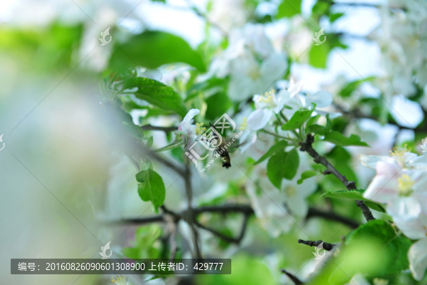 春色滿(mǎn)園,,,白花朵朵