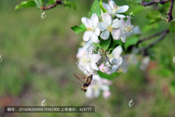 果樹白色花