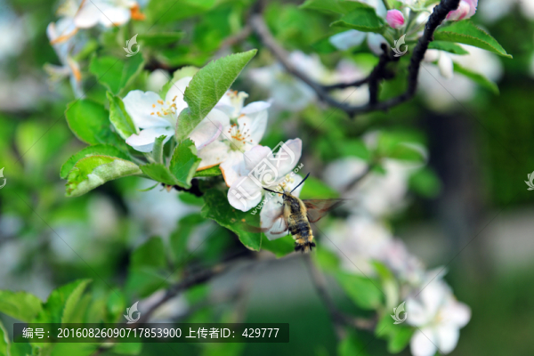 果樹開花,白色花朵